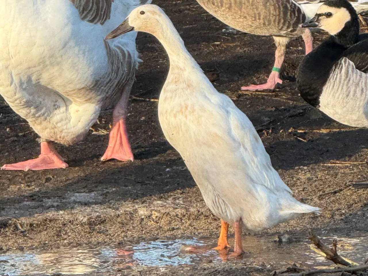 Billede 6 - 6 ænder 1 andrik 
