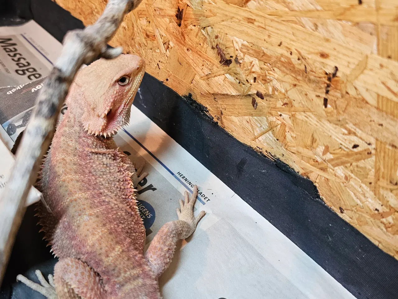 Billede 6 - HASTER skægagame unger 3 mdr gamle 😊