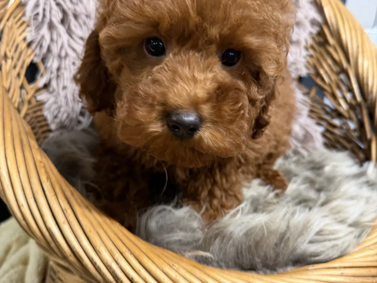 Billede 2 - Amerikanske Cockapoo ministure 