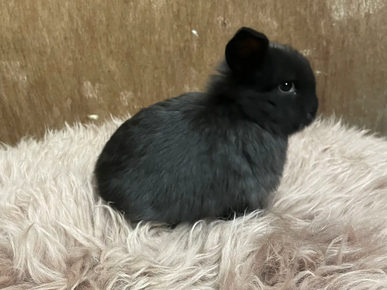 Billede 4 - Minilop unge klar 21/2 (dreng)