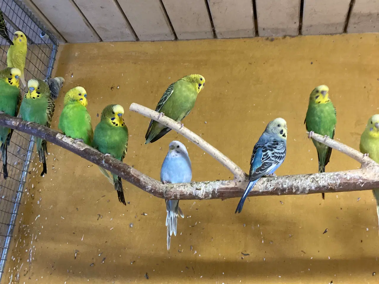 Billede 1 - Mange flotte undulater