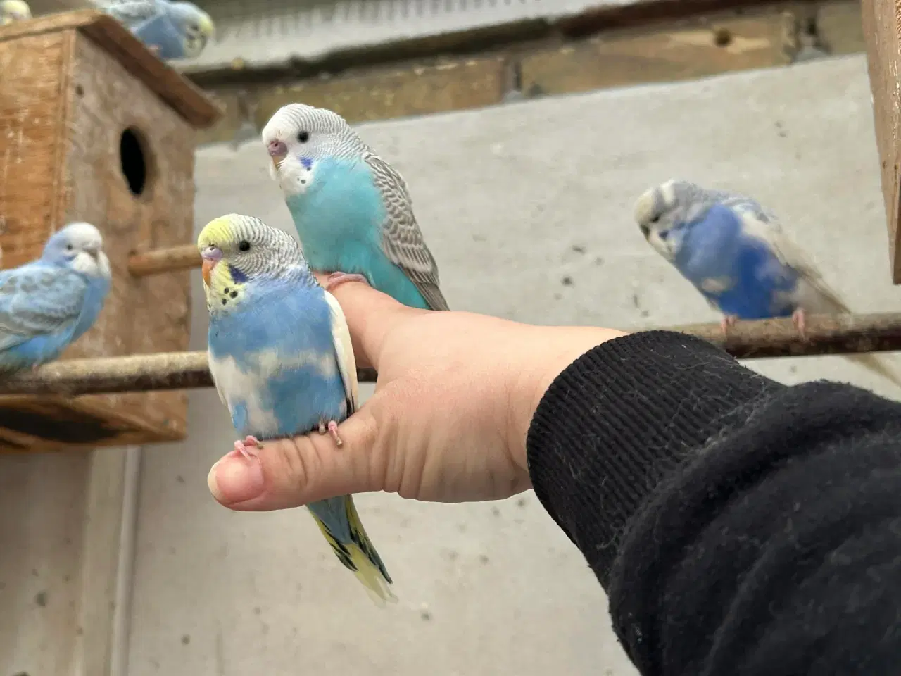 Billede 7 - Undulatunger fra 2026