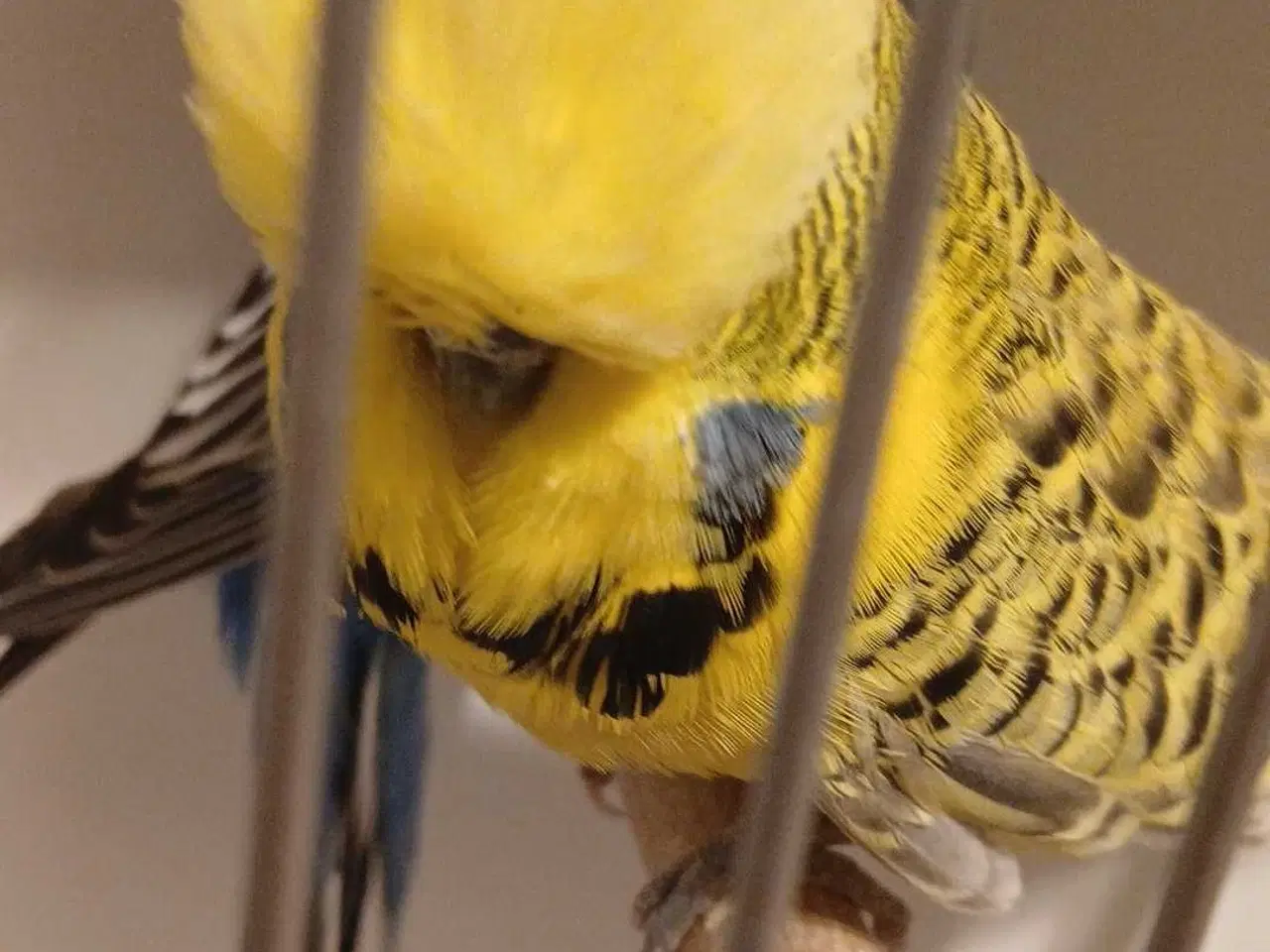 Billede 12 - 1 par Engelske undulater 