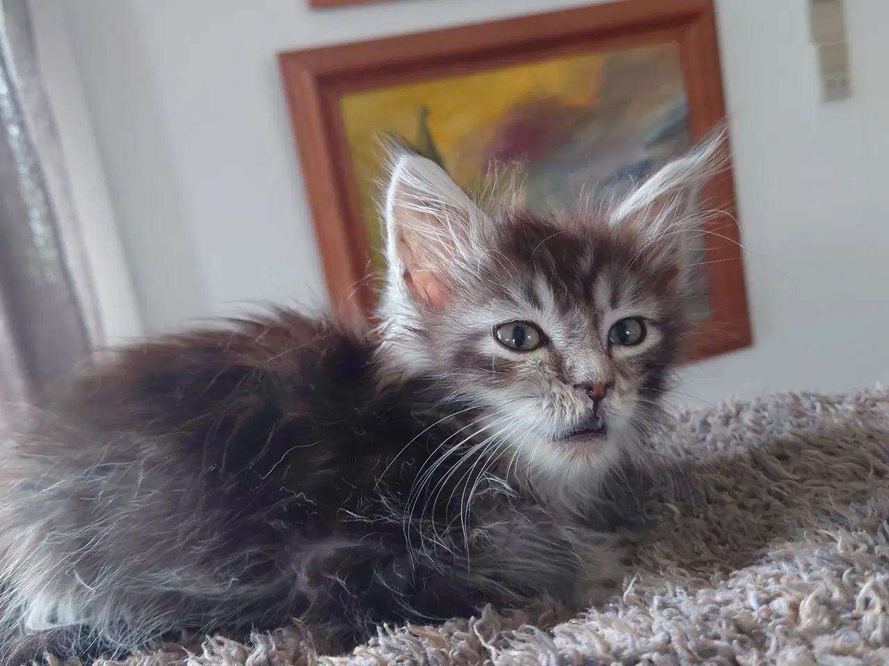 Billede 8 - Maine coon killinger, far ægte med tavle