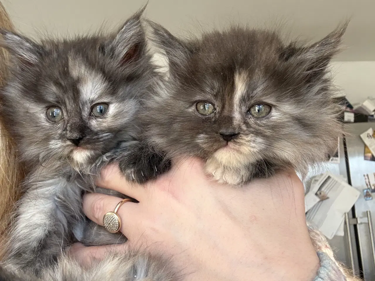 Billede 3 - Langhåret killinger 