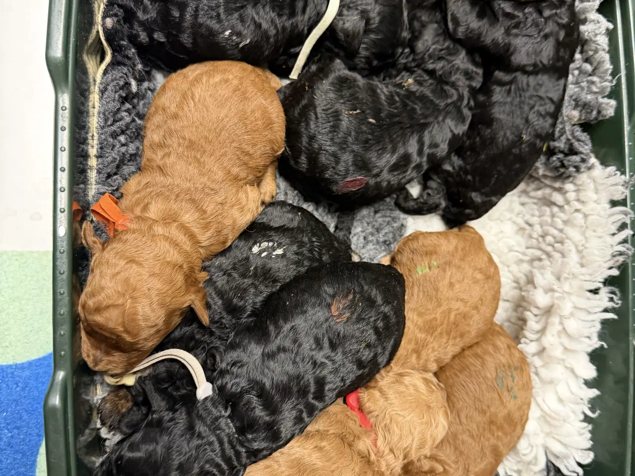 Billede 1 - Skønne Cavapoo F2b