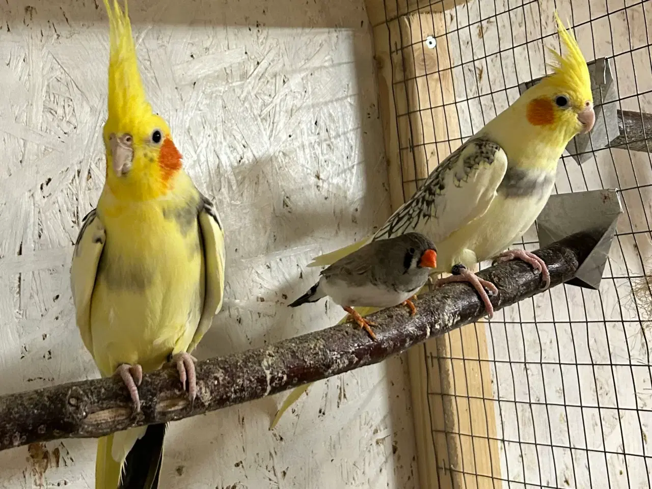 Billede 3 - Nymfeparakitter 