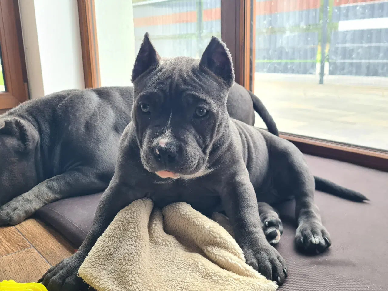 Billede 6 - American Bully Tilbage 