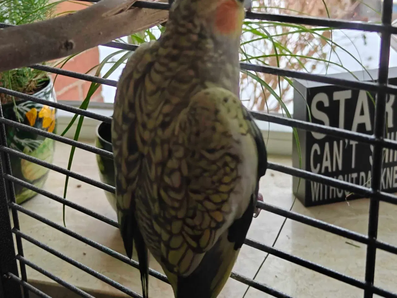 Billede 2 - Nymfeparakitter 