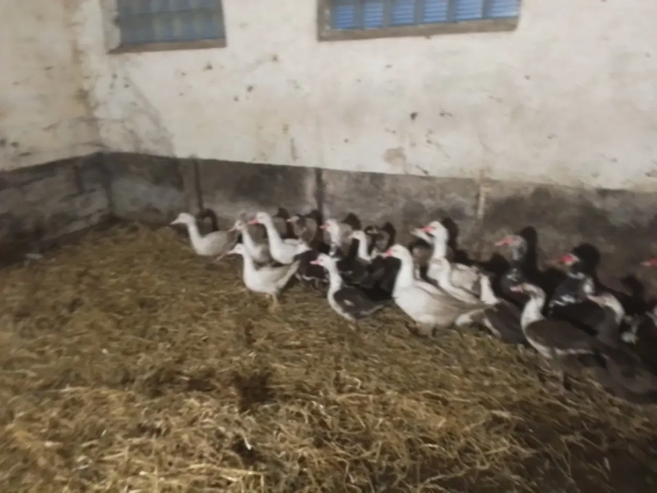 Billede 2 - Moskus Ænder