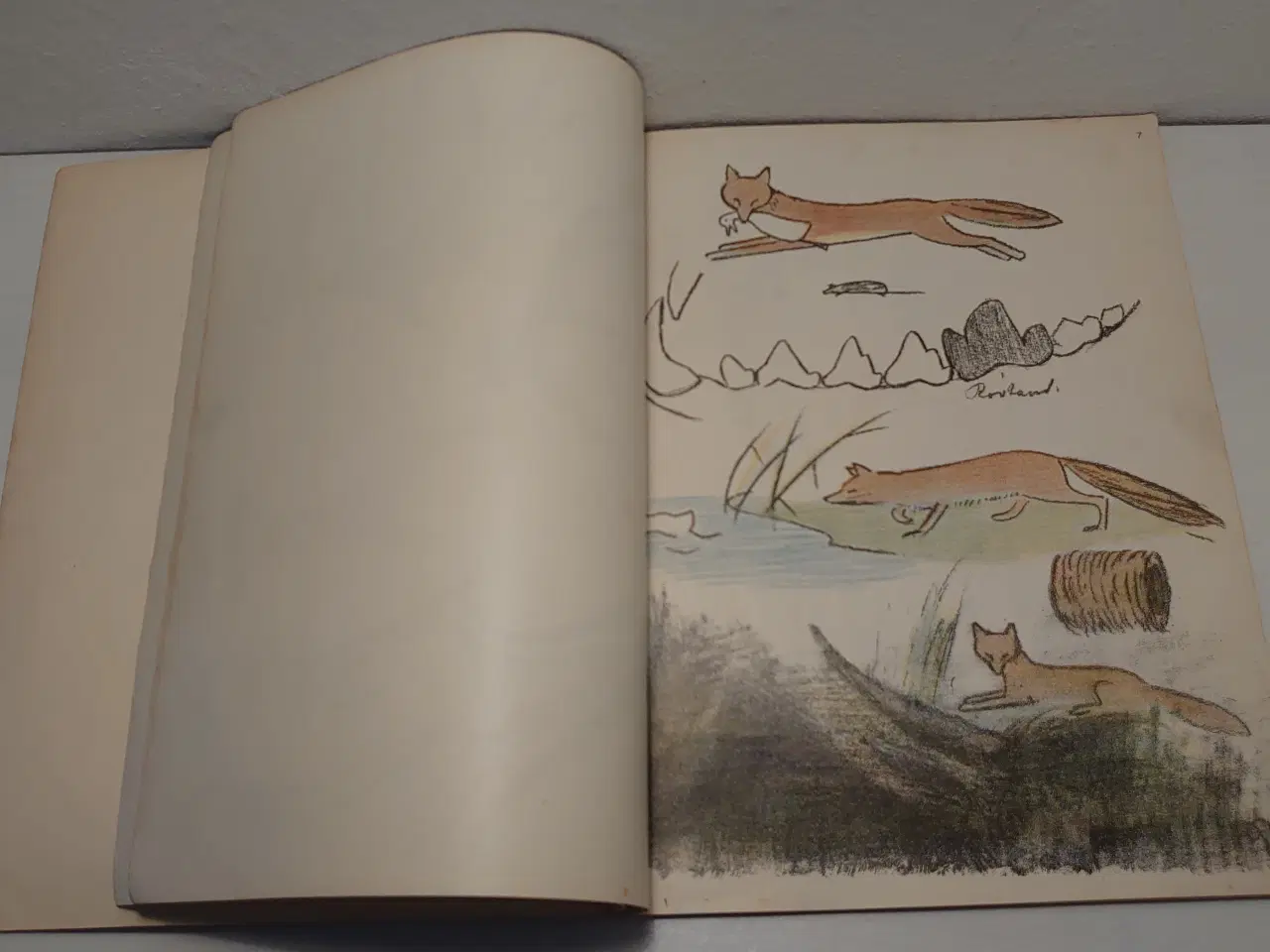 Billede 4 - Ejnar Gjessing: Zoologi.Fagillustrering 3. 1916