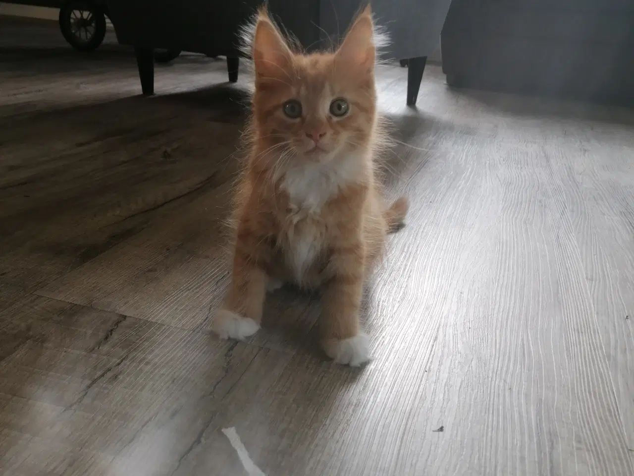 Billede 5 - Main coon blending
