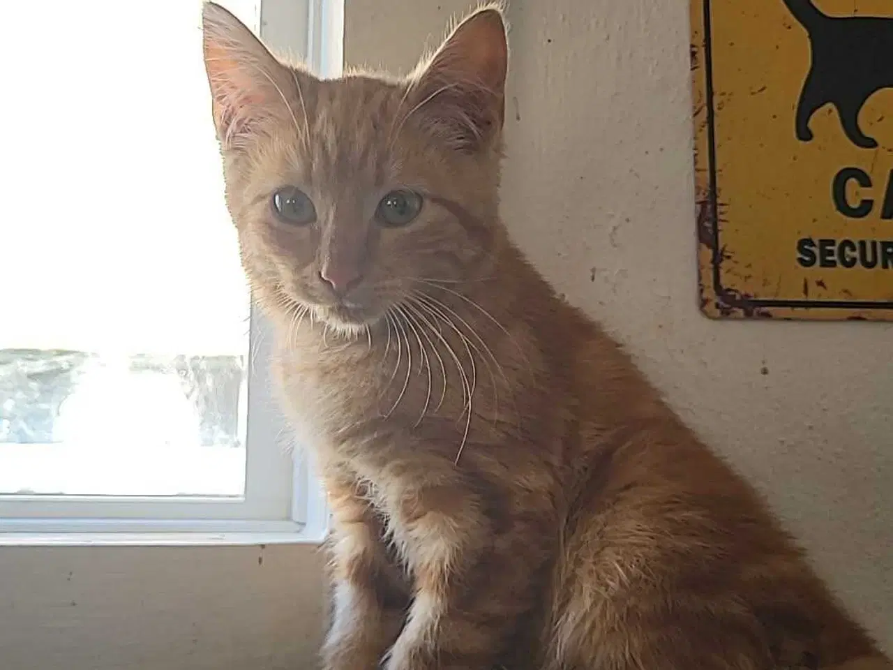 Billede 2 - Garfield ✅️ klar til adoption♂️