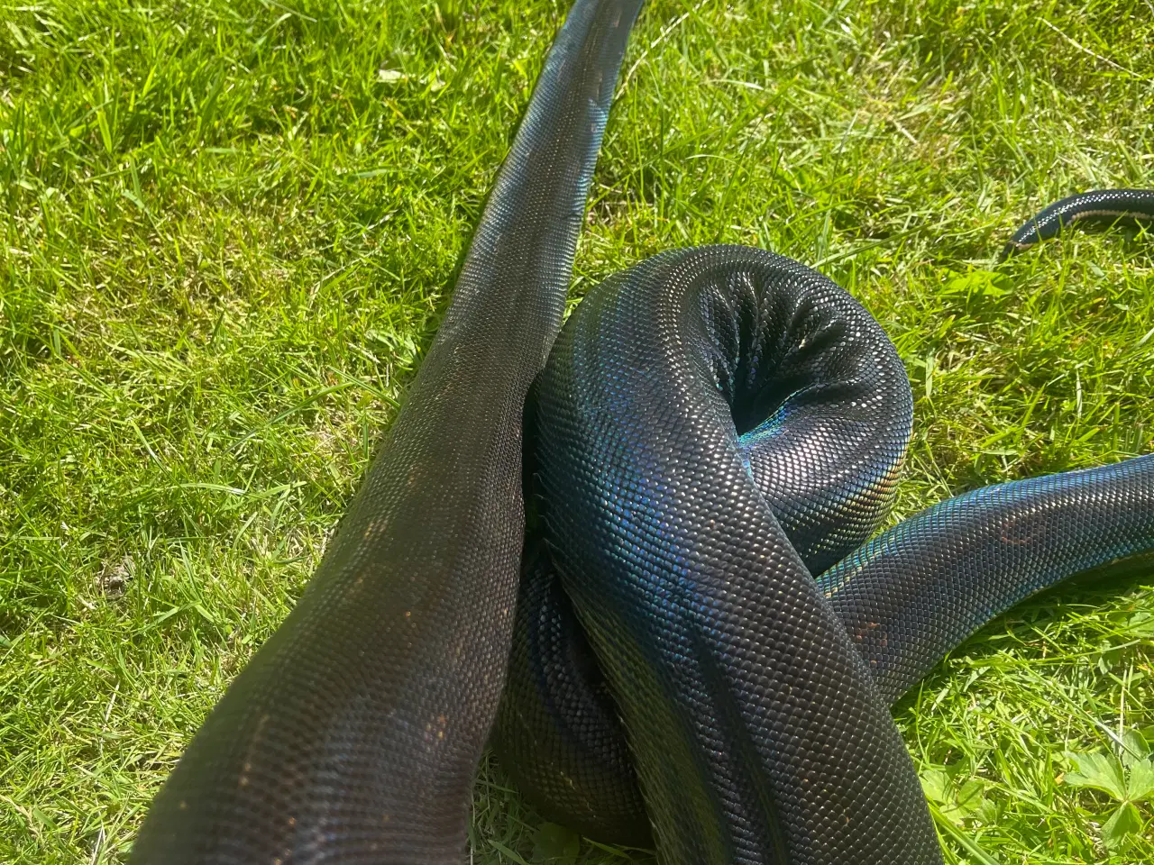 Billede 5 - Boa constrictor Keltic IMG poss Leopard Kahl A