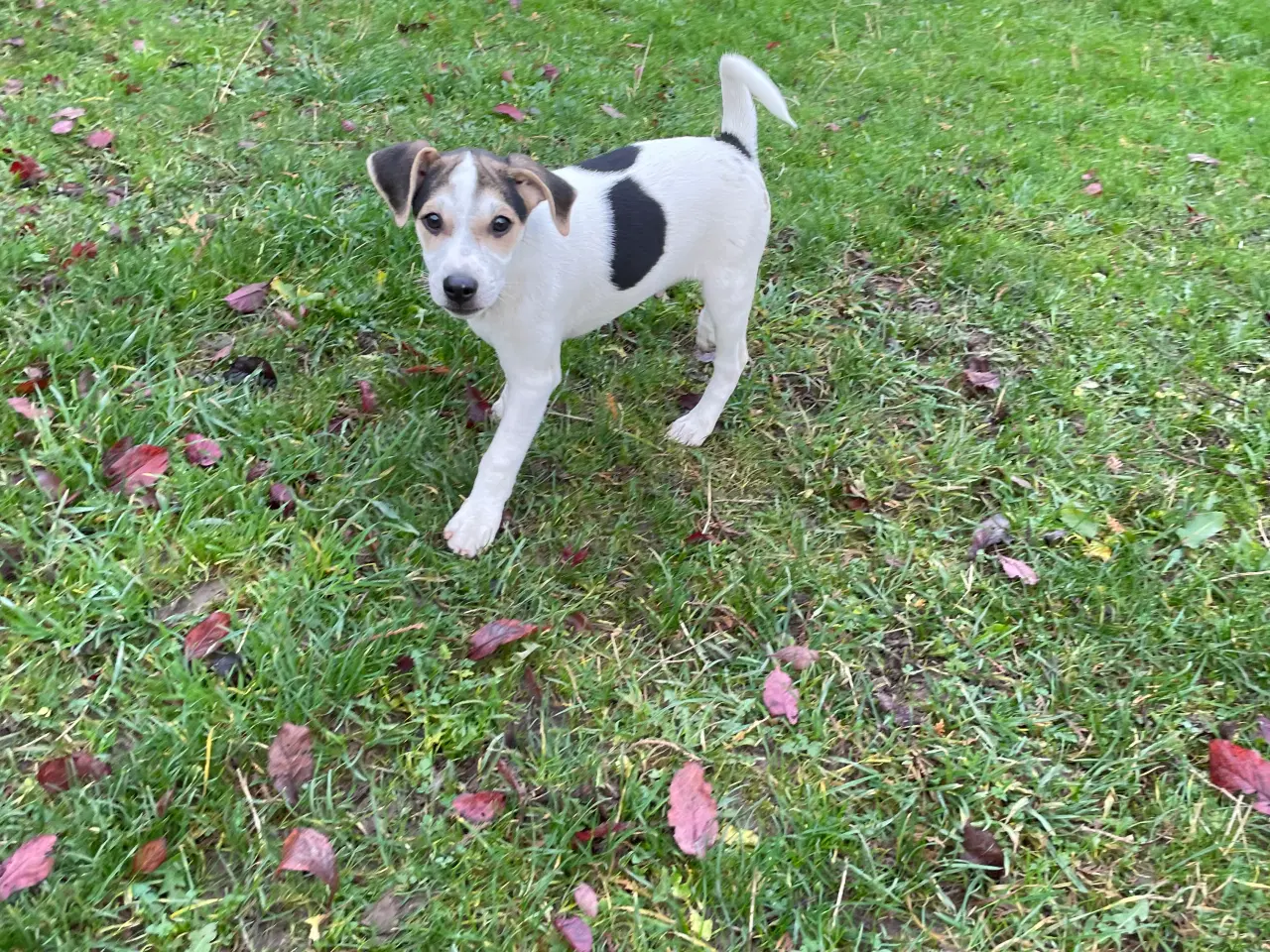 Billede 4 - Dansk svensk gårdhunde hvalpe 