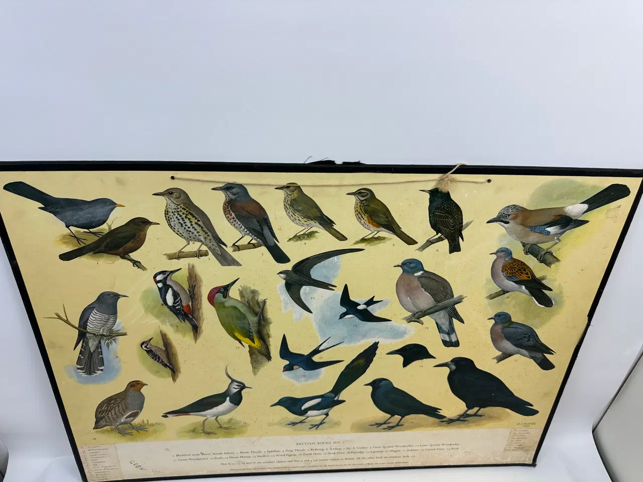 Billede 7 - Vintage skoleplanche (Fugle)