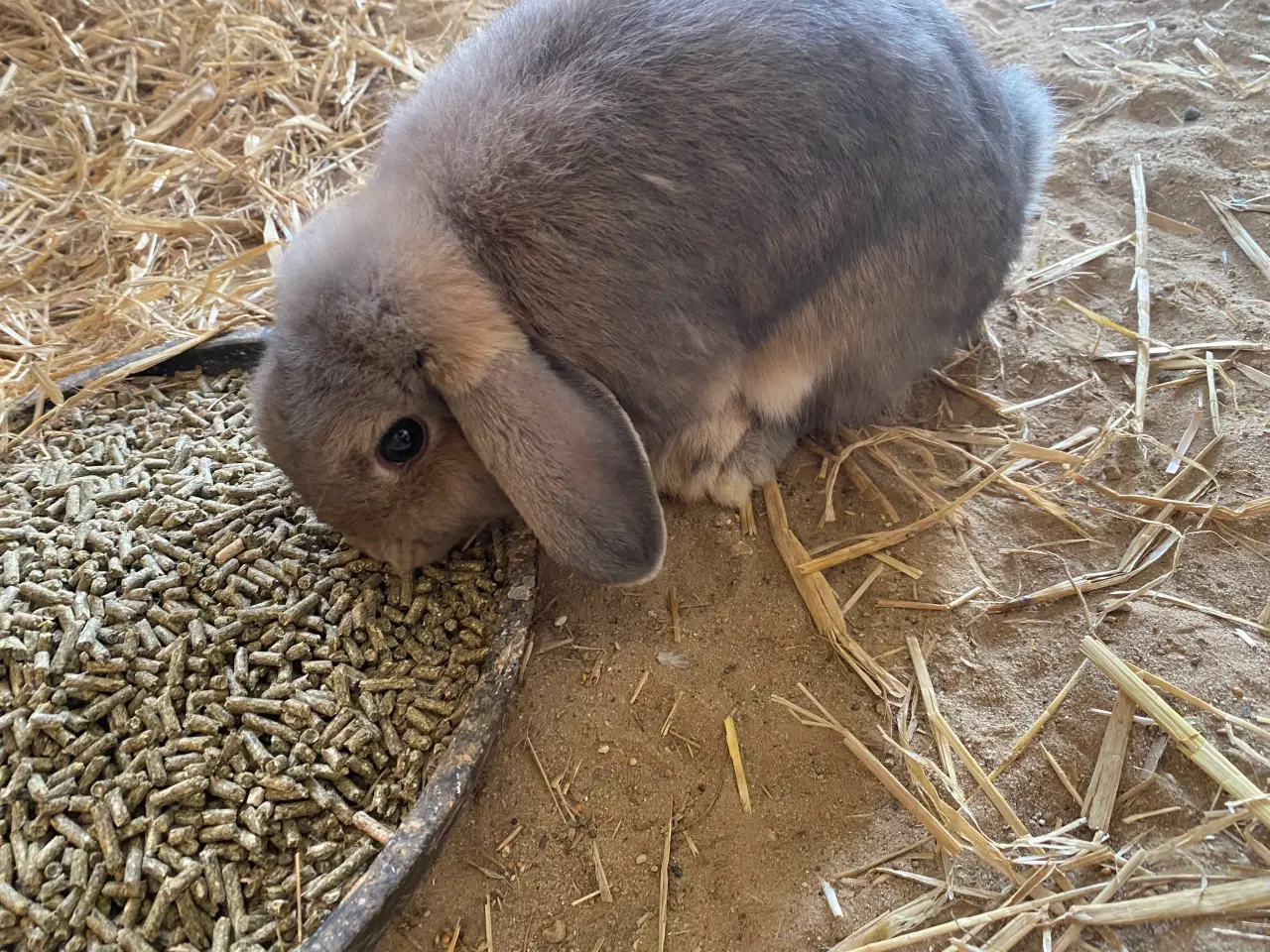 Billede 1 - Mini-lop kaniner