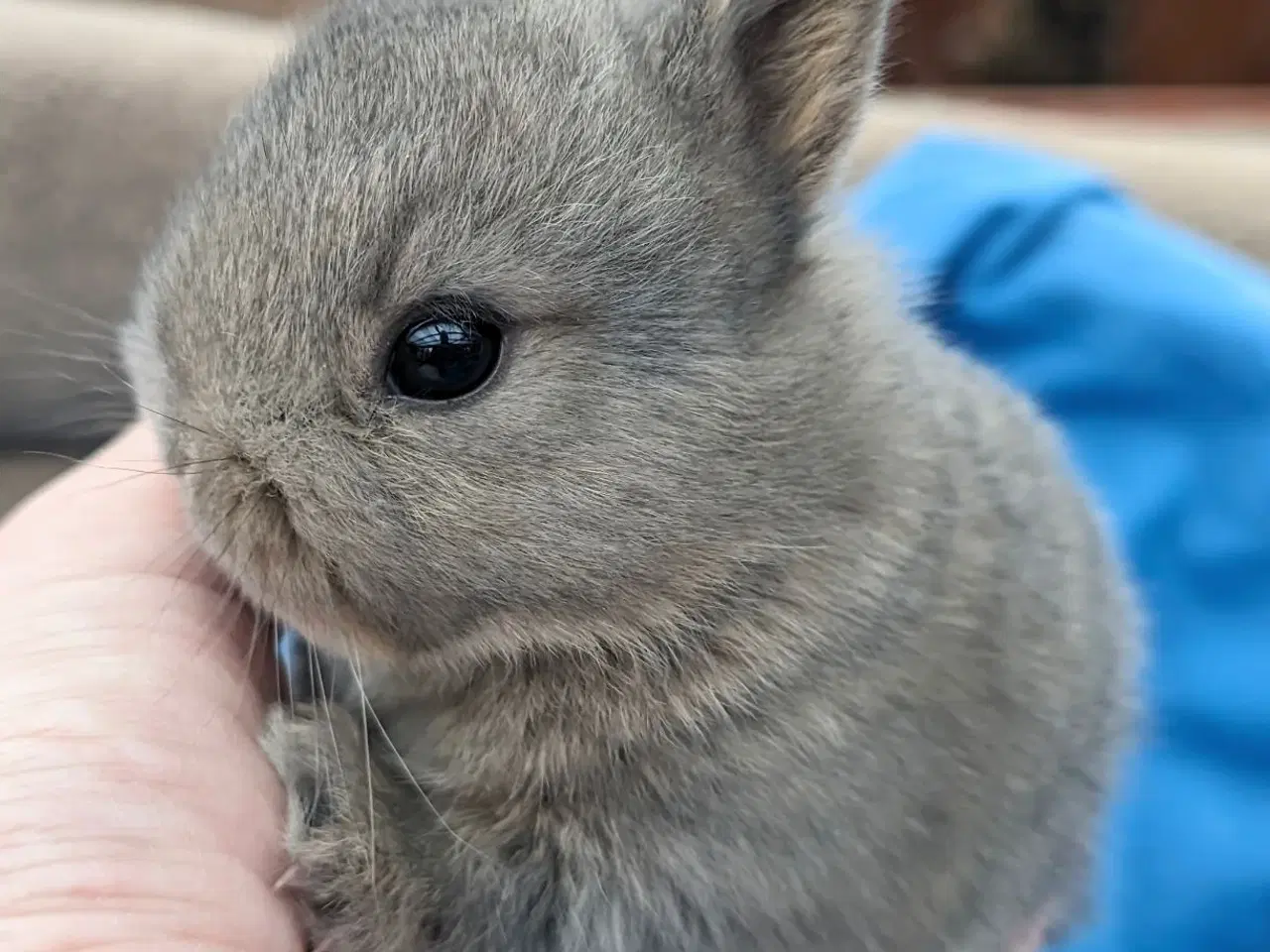 Billede 6 - Hermelin kaninunge sælges