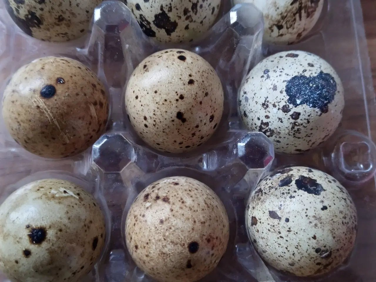 Billede 1 - Ruge æg fra Magnum jumbo