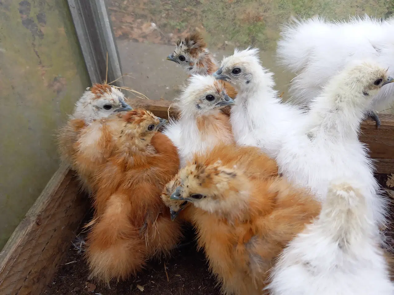 Billede 1 - 10 kyllinger fra dværg silkehøns