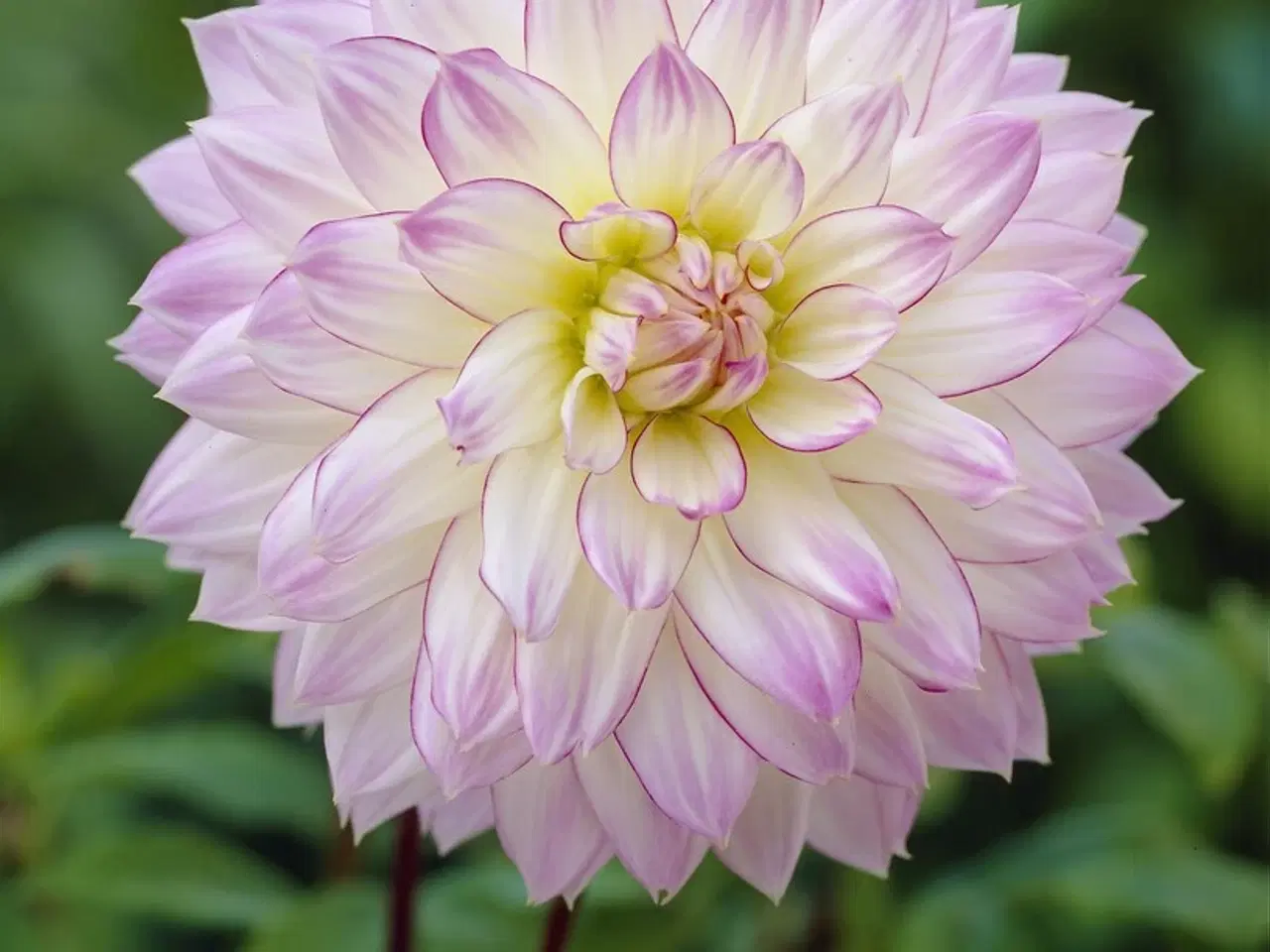 Billede 11 - Dahlia - Stort udvalg af dahlia på Restsalg