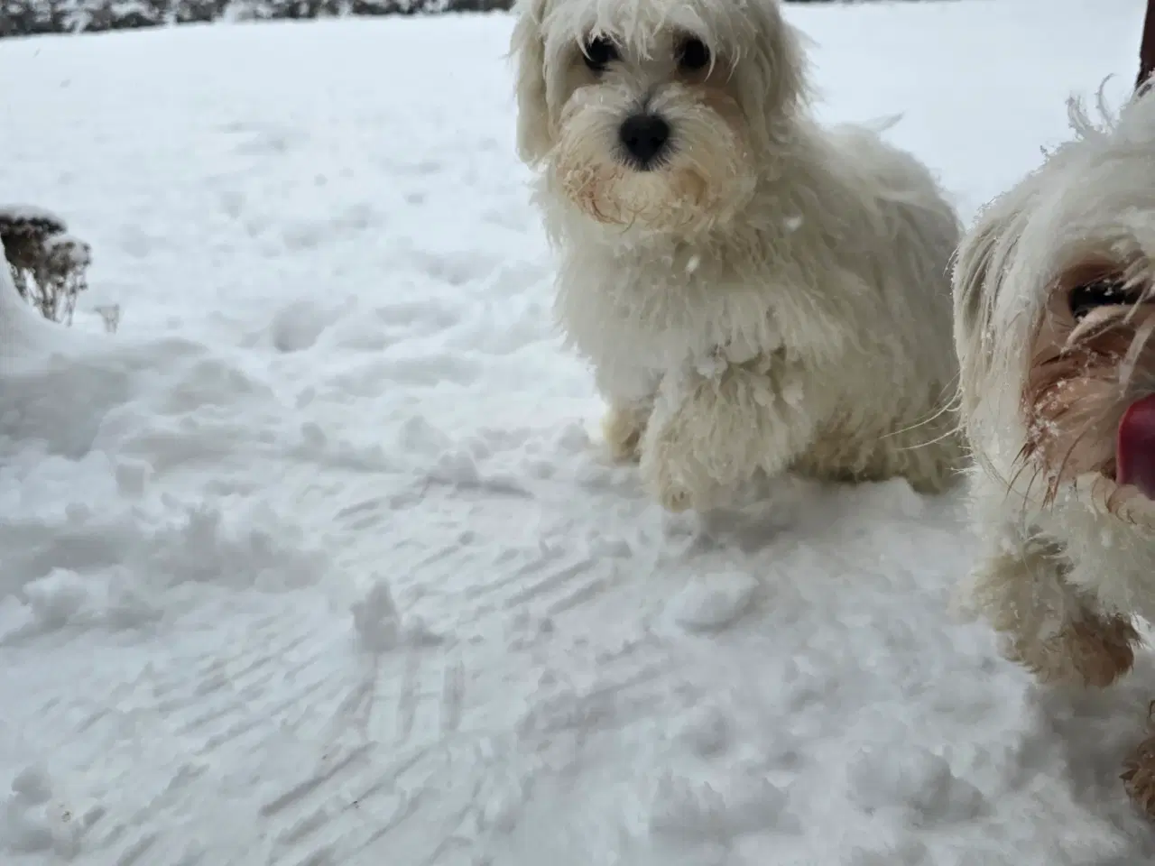 Billede 9 - Malteser hvalpe søger nye hjem ❤️