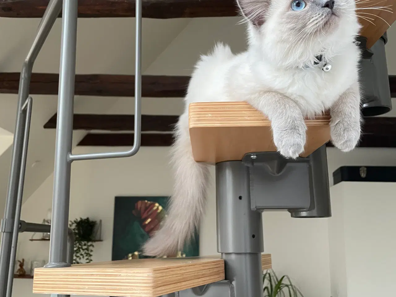 Billede 4 - Søde Niels 🌸 Ragdoll