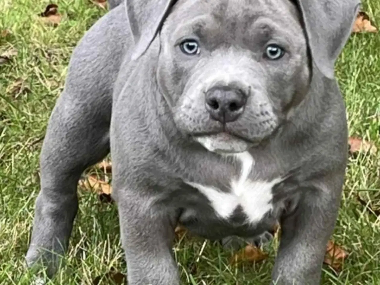 Billede 3 - 🐶 American Bully hvalpe – showkvalitet & familiev