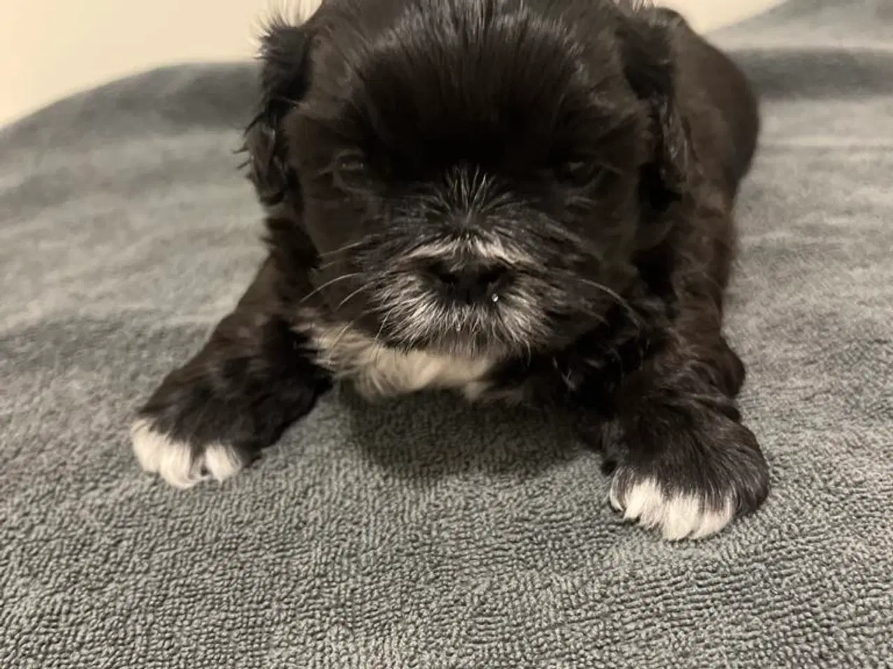 Billede 7 - Shih Tzu hvalpe