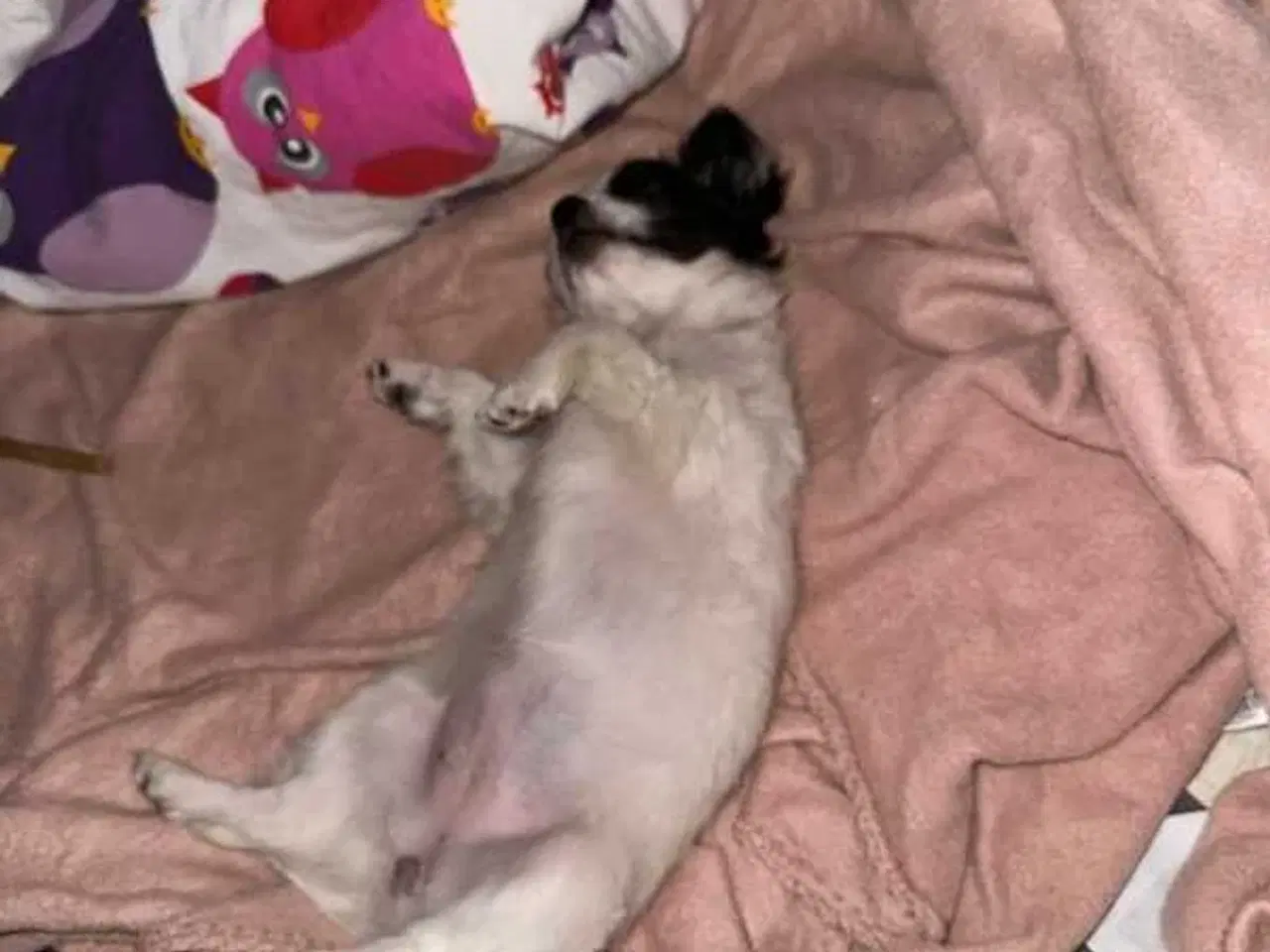 Billede 13 - Chihuahua pige 