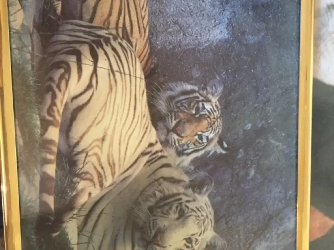 Billede 7 - Billeder af tiger