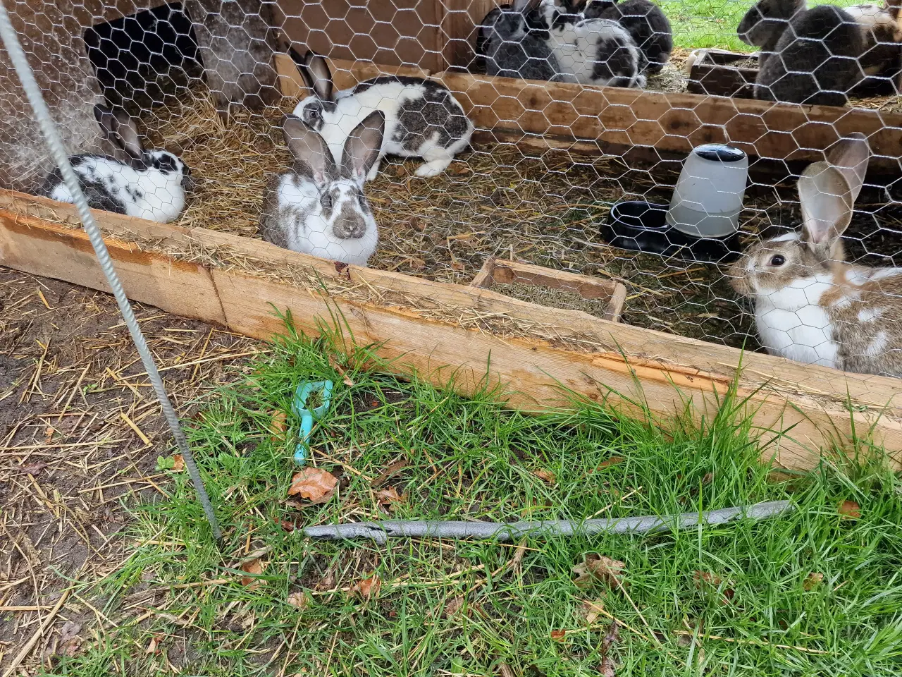 Billede 5 - 9 kanin unger 14 uger. 