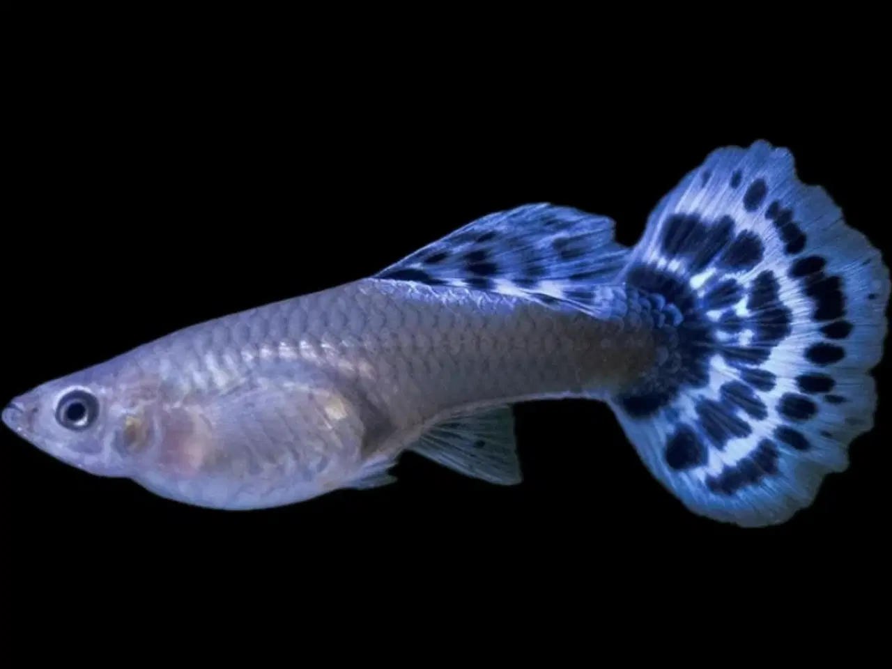 Billede 5 - Renstammede guppyer