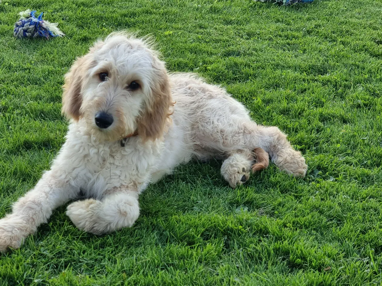 Billede 6 - To skønheder Golden doodle hanner hvalpe