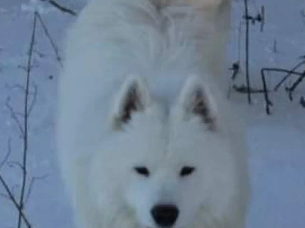 Billede 2 - Samojede/ samoyed 