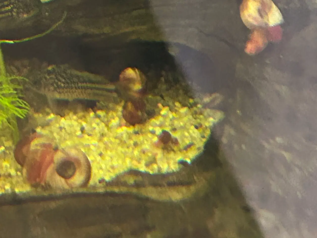 Billede 3 - 🧟‍♂️🐌 Zombie Posthornsnegle – VILDE striber!