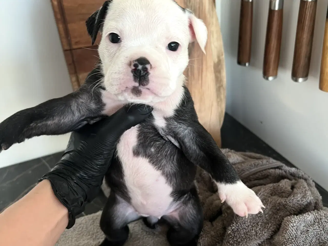 Billede 7 - 8 OEB hvalpe søger nyt hjem