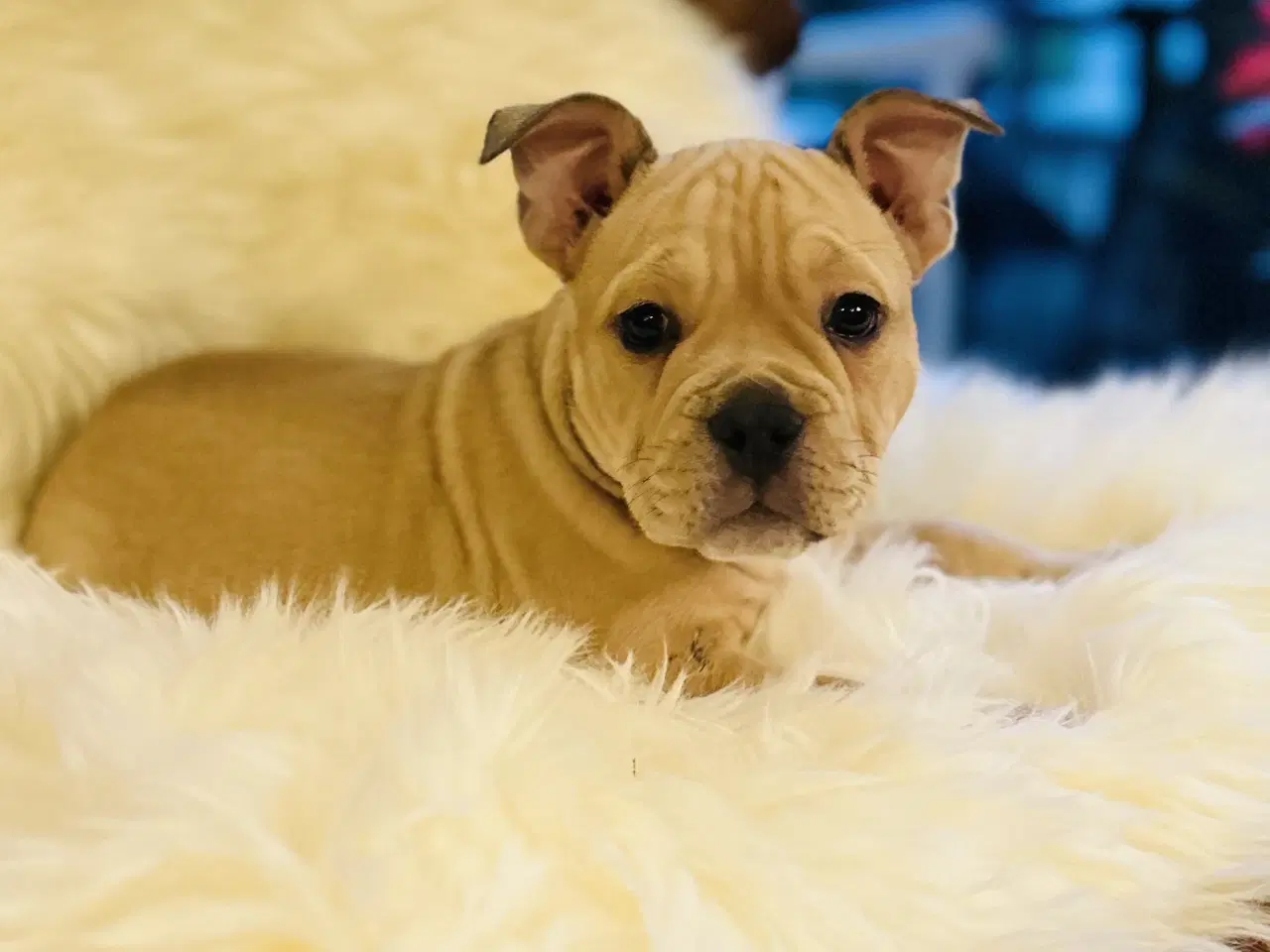 Billede 1 - New english bulldog