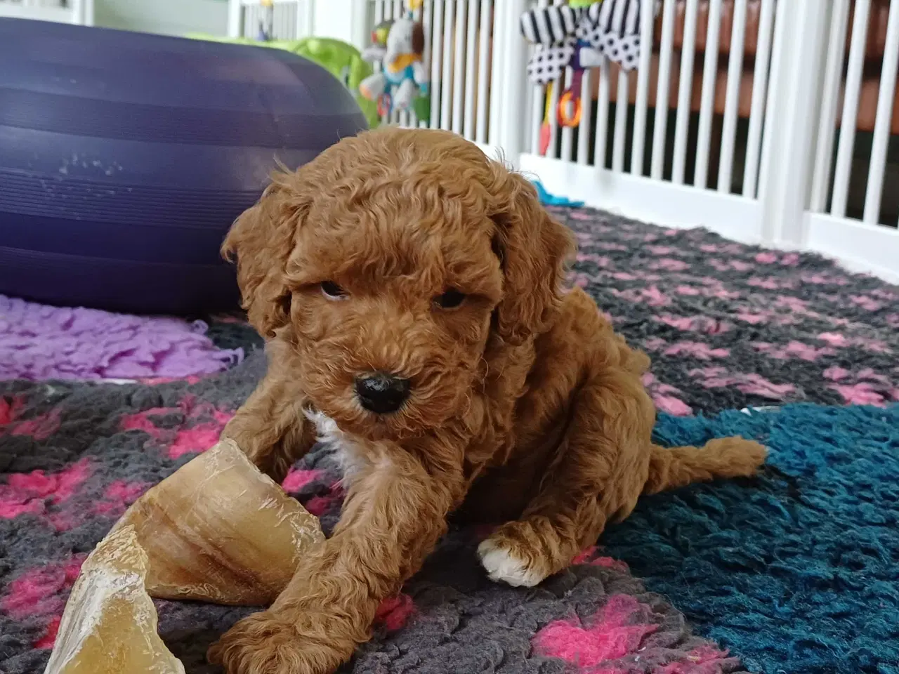 Billede 12 - Doodle hvalpe