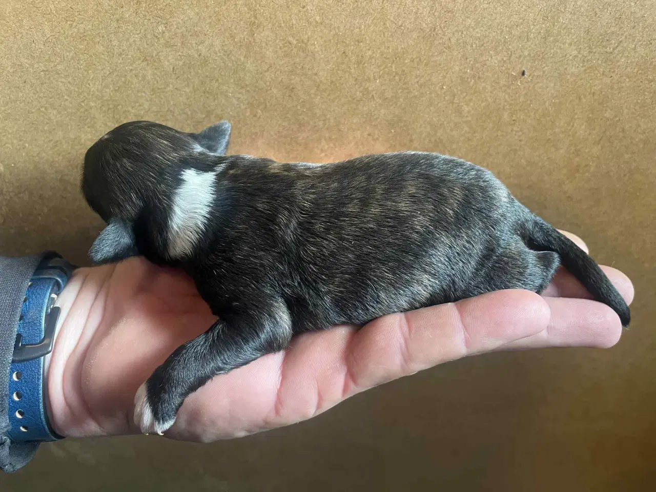 Billede 2 - Kun 1 tæve tilbage nu. små blandinger