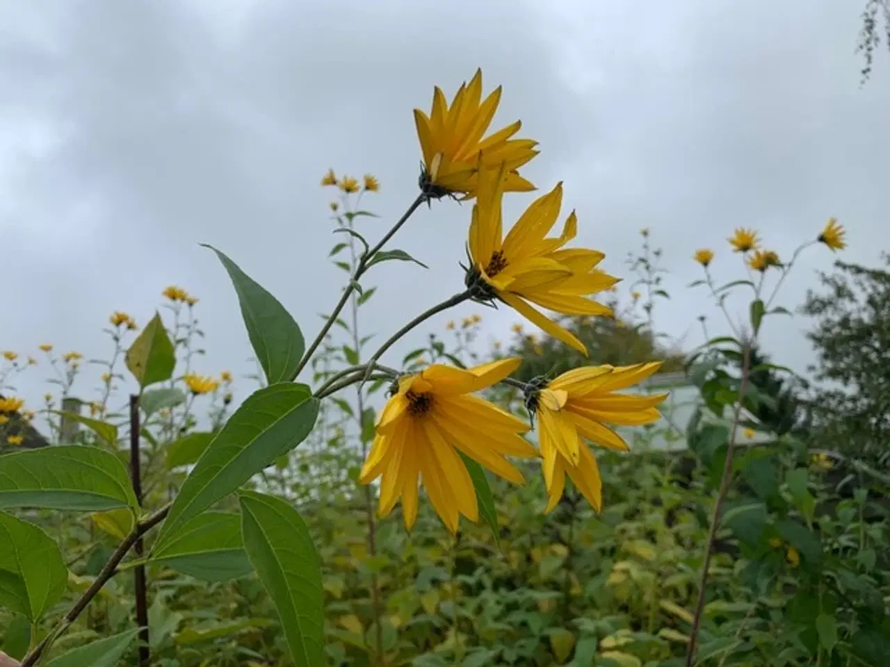 Billede 2 - Jordskokker (asparges)