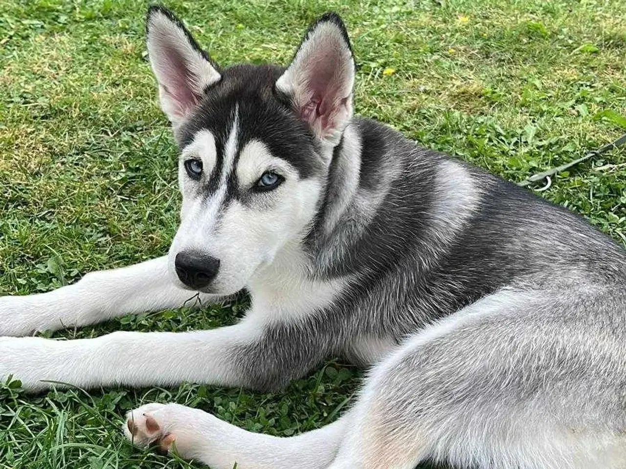 Billede 2 - Hund  