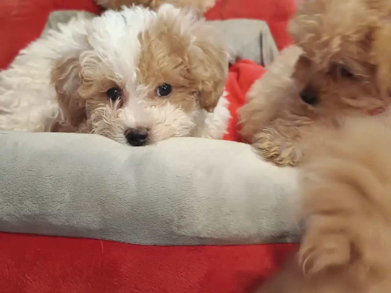 Billede 4 - Bedårende allergivenlige havapoo hvalpe