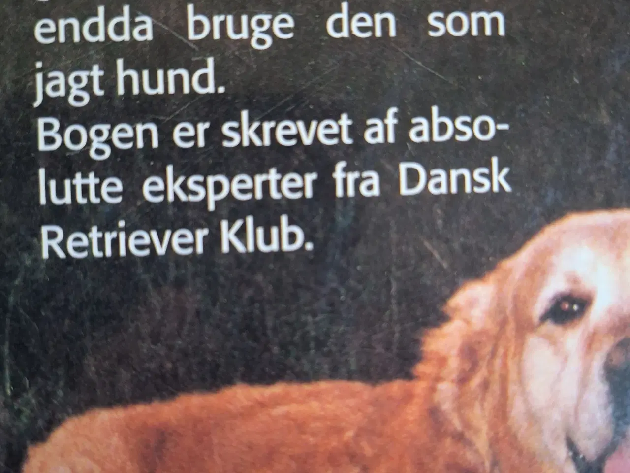 Billede 3 - Golden Retriever -Dansk Kennel Klub