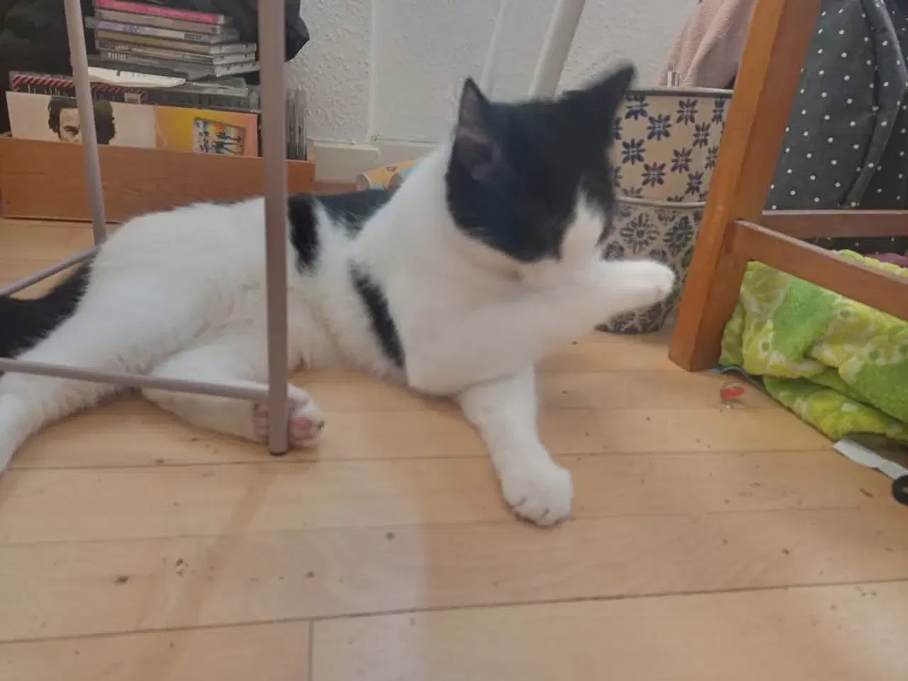 Billede 4 - Hundkat med tilbehør