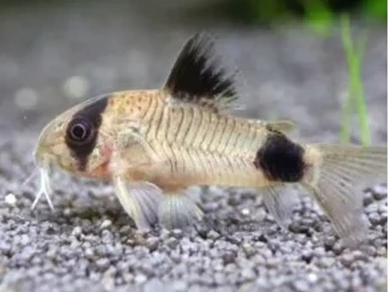 Billede 4 - Akvariefisk