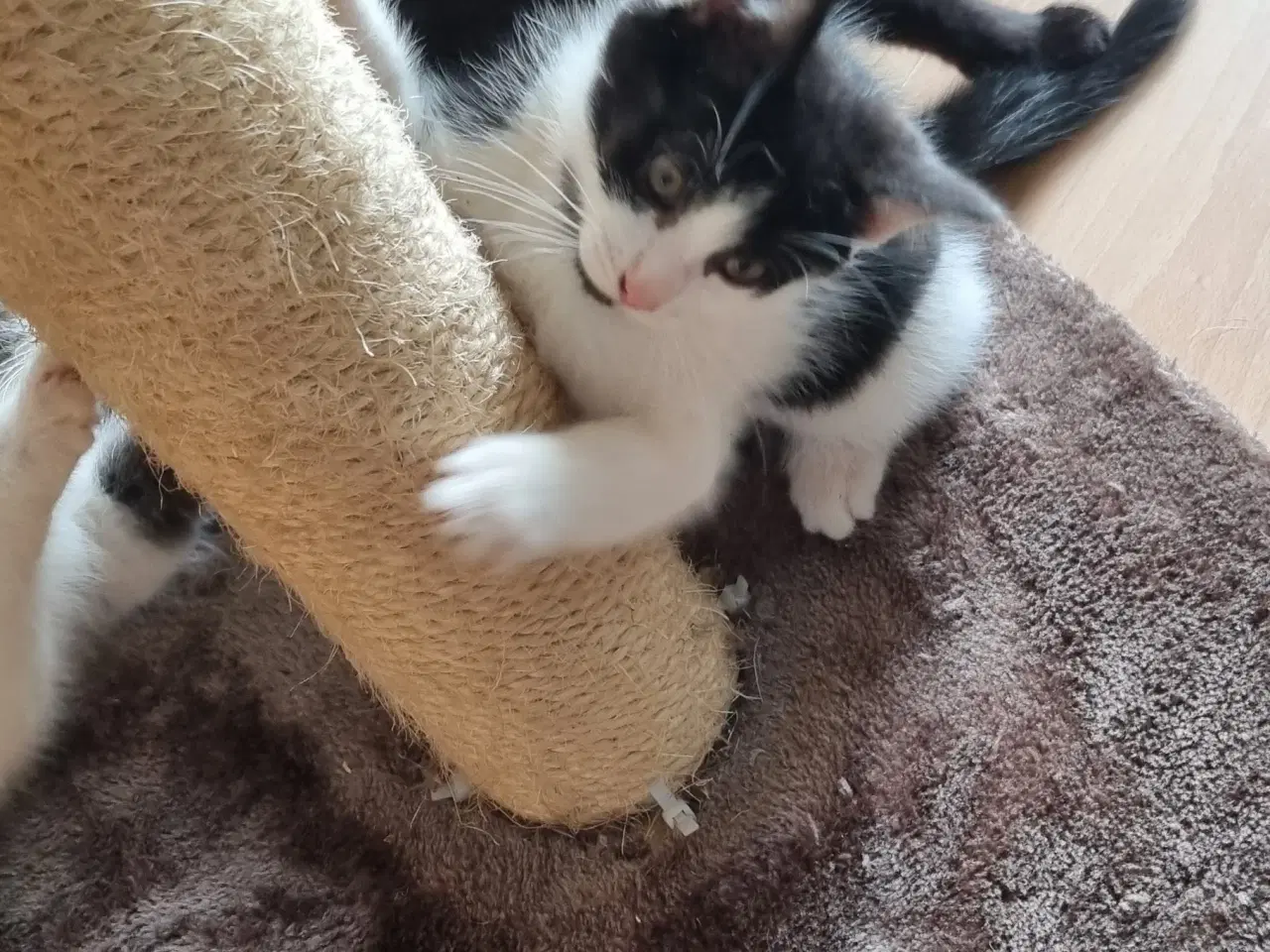 Billede 3 - Søde Katte killinger.
