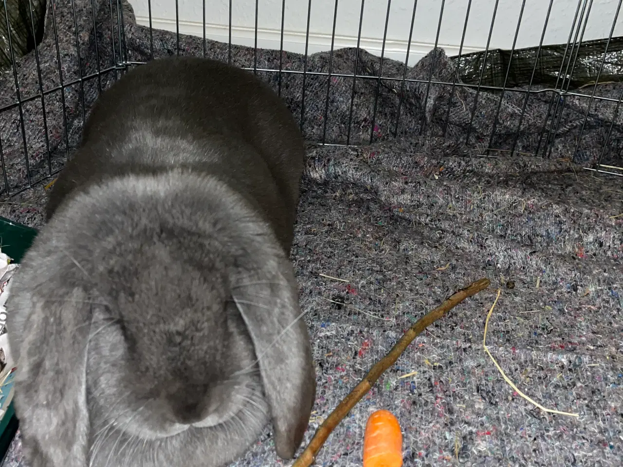 Billede 3 - Fransk vædder - sød kanin