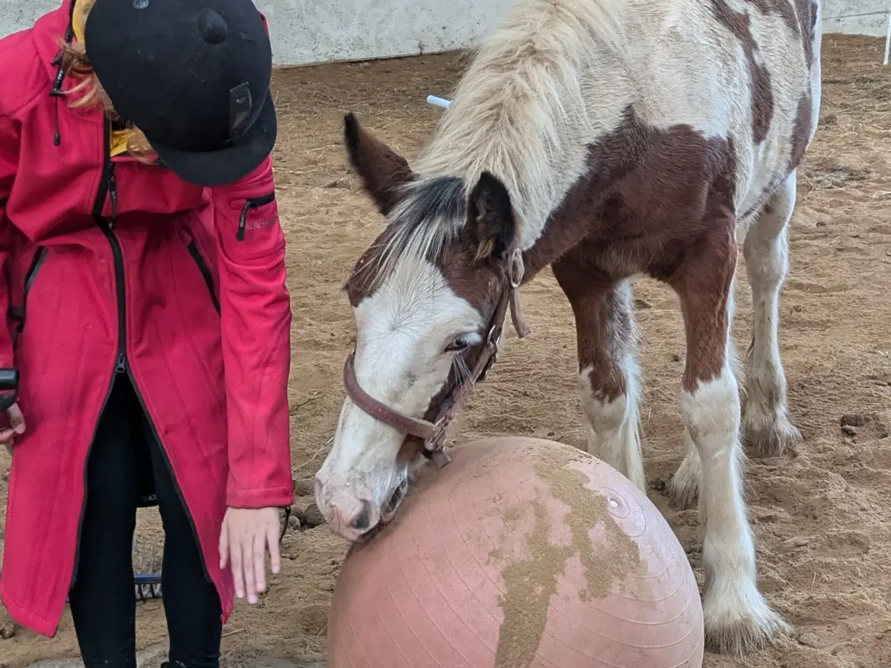 Billede 5 - Tinker /Irish cob hoppe føl