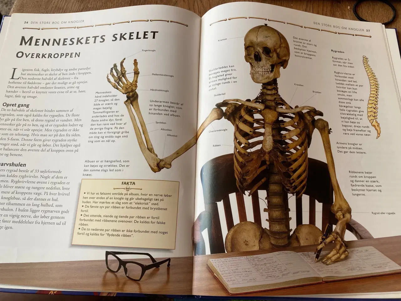 Billede 3 - Den store bog om knogler